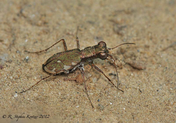 Cylindera cursitans